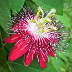 Platone Passion PlantPasion Plantred passin/Passion Flower /Passiflora/Red blooms