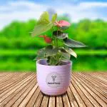 Yours Plants Anthurium Flowering Indoor Plant, NASA Approved Air-Purifier in colorful decorative Pot