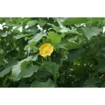 CooPany Duvvena Kayalu / Tuturu Benda / Atibala Herbal Plant Seeds Pack of 30 Seeds