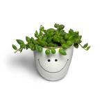 Hillmart Plastic String Of Raindrops Succulent Live Plant With Pot