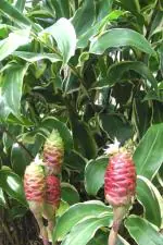 Plantzoin Shampoo ginger Nar-kachur Zingiber zerumbet Parashu kedara Live Plant