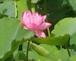Plantzoin Lotus Kamal Nelumbo nucifera Padma Live Plant