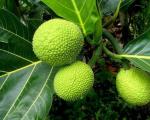 Cloud Farm Hybrid and Artocarpus Altilis Breadfruit Plant - 200 mm CF13