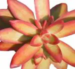 Roll over image to zoom in MVM e-comerce Succulent Live Plant sedum-firestorm