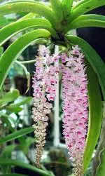 Baishnab Orchid PlantOrcid PlantExotic Vanda Rhyncostylis retusa Foxtail Orchid Live Plant in Pot