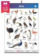 Jumbo Birds Chart for Kids | Types of Birds and their Names Wall Charts for Kids