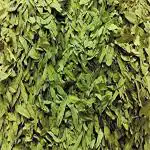 Xetomos Cassia angustifolia Senna Leaf Sanay Leaves Spl.Senna Alexandrina 250gm