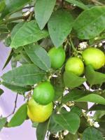 Plantzoin Lime Kaghzi-nimbu Citrus aurantiifolia Lembu Live Plant