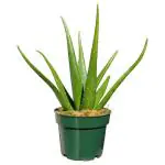 Online Plant Bazar Green Aloe Vera Live Plant