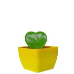 JESAA GREENS Heart Hoya Succulent Live Home Decoration Plant | Indoor Live Plant-Money Plant and lucky Plant (Hybrid, Pack of 2)