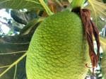 Heaven Of Saplings Breadfruit Plant (Pack of 1)