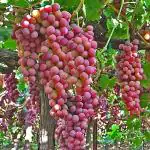 PLATONE Grapes Plant_Grape plant n dfjkg pai(y45