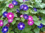 R-DRoz Morning Glory (Ipomea) Mixed Colour Flowers Seeds (Pack of 30 Seeds)
