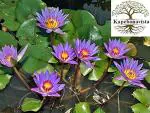 PLATONE Blue water lily Sacred Blue lotus Neelkamal plant, it is a plant not a seed(Pack Of1)
