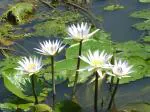 Plantzoin White water lily Safed kamal Nymphaea pubescens Kain(White) Live Plant for Pool