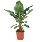 Charming Gronhus Rare Dwarf Tissue Culture Cavendish Banana Plant 1 Healthy Live Plant Green Live Plant