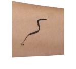 Tinge Spider Eyeliner