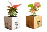 Abana Homes Air Purifying Syngonium Mini Plant In Pot (Pack Of 2)