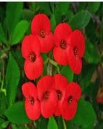 ROY'S FASHOIN Red mili Flowers Plant (Hybrid, Pack of 1)