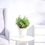 UGAOO Jade Mini Succulent Live Plant with Pot - Medium