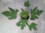 Heaven Of Saplings Papaya Plant (Pack of 1)