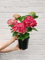 Earth Angels Hydrangea PlantHidrenjiya PlantHydrangea Flower Live Plant A34