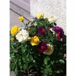 Cloud Farm Healthy Multicolor Hybrid Big Size Rose Plant With flower Pack Of 1 Healthy Grafted Rose Plant CF_05