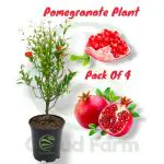 Cloud Farm Super Red Bhagwa Anar Hybrid Pomegranate Plant, Pack Of 4,SCF_271