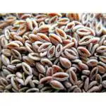 Psyllium Seeds - 100 gram