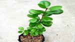 Platone Ficus Plant Green Ficus Plant
