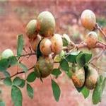 Kapebonavista Seeds Bel, Aegal marmelos (Green_32.4x22.9x13 Cm)