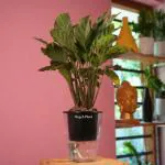 Hug A Plant Calathea Freddie / Peacock Plant- Live Plant (With 5 Inch Self-Watering Pot & Plant) (Color: Black)