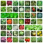 Afflorance Vegetable Seeds Non GMO 45 Plus Variety of Fresh Harvested Indian Vegetable Seeds