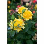 Cloud Farm Rare Grafted Dark