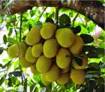Online Plant Bazar Orange Vieatnam All Time Jackfruit Live Plant