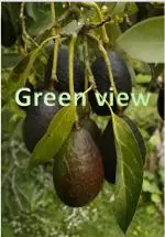 Green view Black Skin Avocado Variety Plant Early fruit 1 Healthy Plant IN GROW BAG