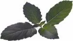 PLATONE kapoor tulsi sapling plant, it is a plant not a seed(Pack Of1)