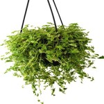 Ashokavanam Turtle Vine Evergreen Plant with Hanging Pot (Callisia repens)