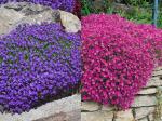 NooElec Seeds India 100+ Seeds- Aubretia Mix Flower Seeds For Gardening. Grow In All Seasons.