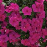 Green World Fragrant Nana Vinca Pink Flower 50 Seeds