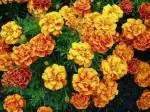 PARYAVARAAN Marigold Jafri (Genda Phool) Flower Seeds For Home gardening pack of 50 seeds
