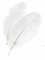 TIPTOP DECORATION Natural Ostrich Feather (White, 9-10 Inch) -5 Piece (23-25 cm)