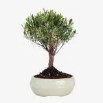 Abana Homes Green, Red, White Brush Cherry Flowering Bonsai Tree