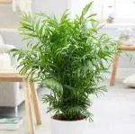 Garden Art Green, Yellow Chamaedorea Elegans Parlour Palm Live Indoor Air Purifier Plant