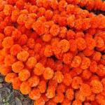 WDECOR Yellow, Orange Marigold Artificial Flower (60 inch, Pack of 30, Garlands) Yellow, Orange Marigold Artificial Flower (60 inch, Pack of 30, Garlands)