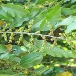 Plantzoin Putranjiva Jivanputra Putranjiva roxburghii Putranjiba Live Plant