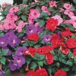 PARYAVARAAN Achimenes Flower Bulbs pack multicolour pack of 60