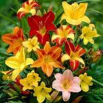PARYAVARAAN Day lily Flower Bulbs Summer Season For Home Gardening (pack of 3 bulbs)
