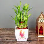 FlowerAura Decorative Good Lucky Bamboo Live Indoor Plant With Printed White Plastic Pot Gifts For Mother's Day
