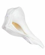 zoltamulata Adhi Siddhar Rudraksha Centre Valampuri Maha Lakshmi Sangu 1.5 inch